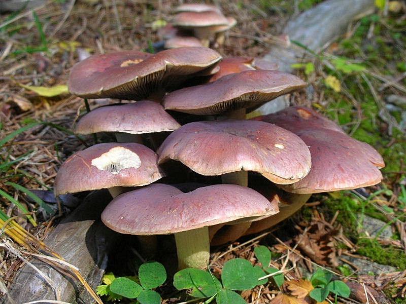 Hypholoma sublateritium